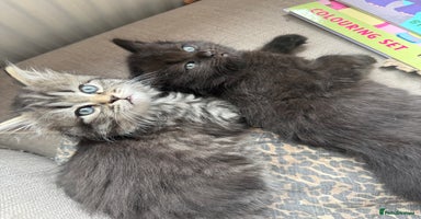 Persian cats - Advert 8