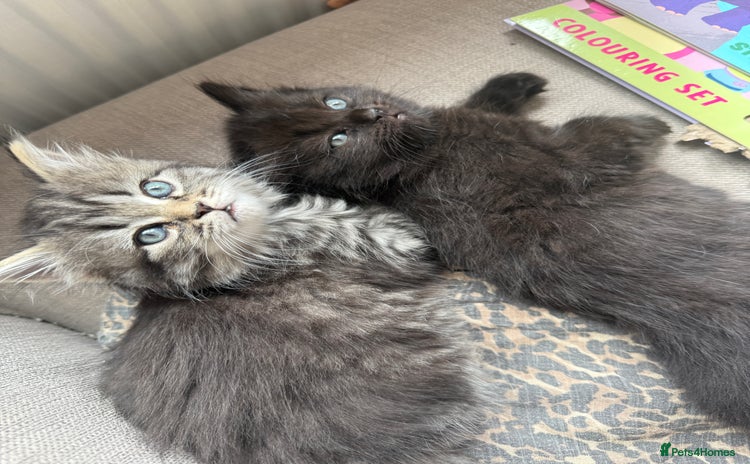 Persian cats - Advert 2