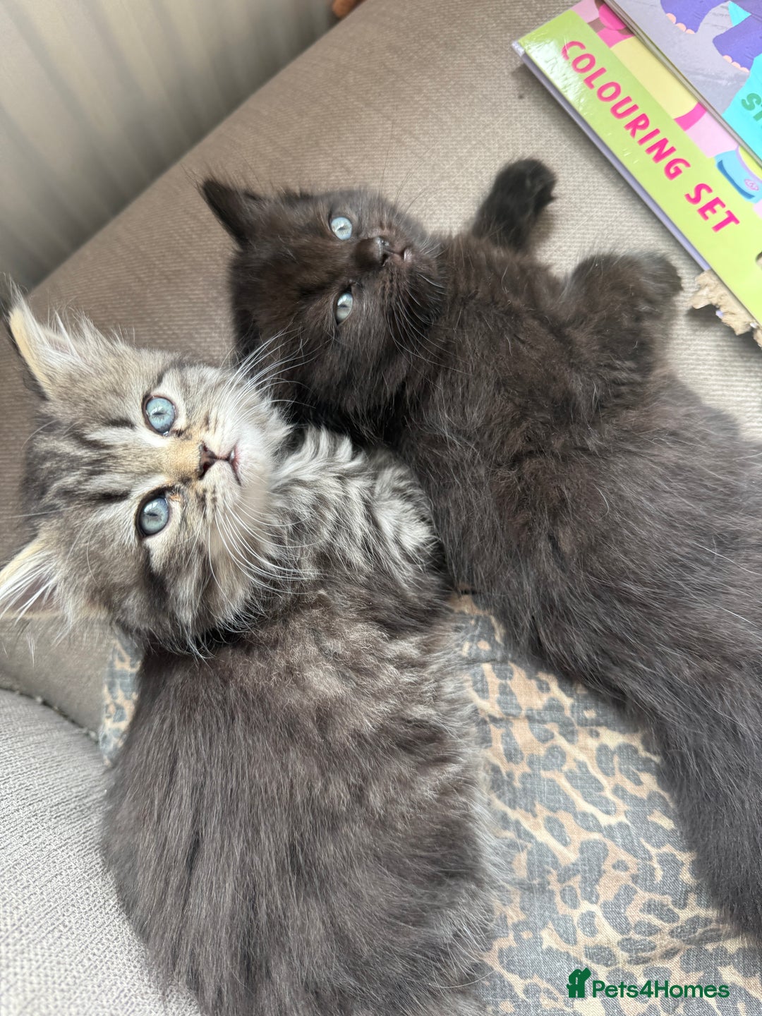 Persian cats for sale: Persian BSH kittens ready next weekend - Image 9