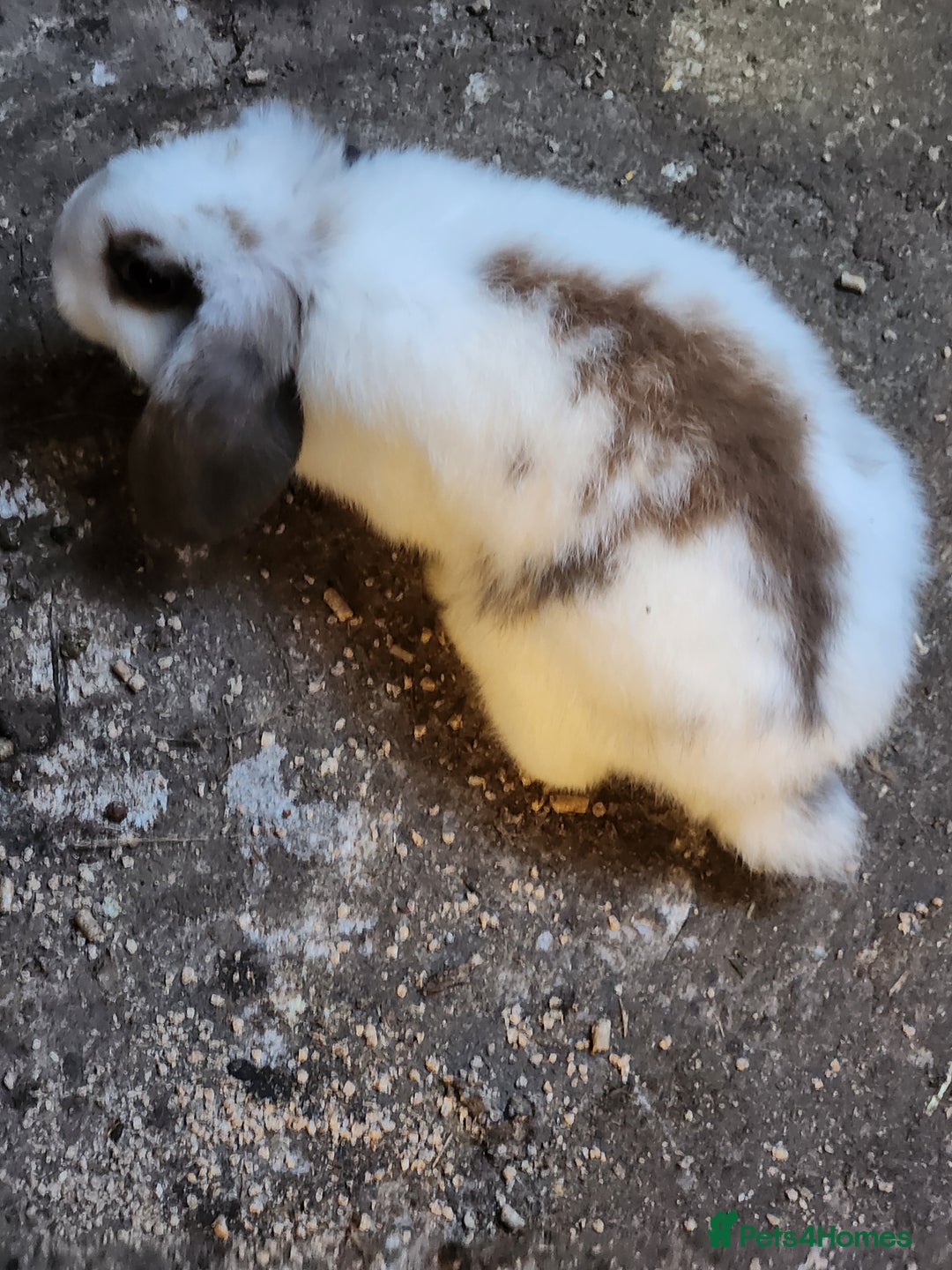 Mixed Breed rabbits for sale: Adorable Mixed Breed Baby Rabbits - Born October  - Advert 17