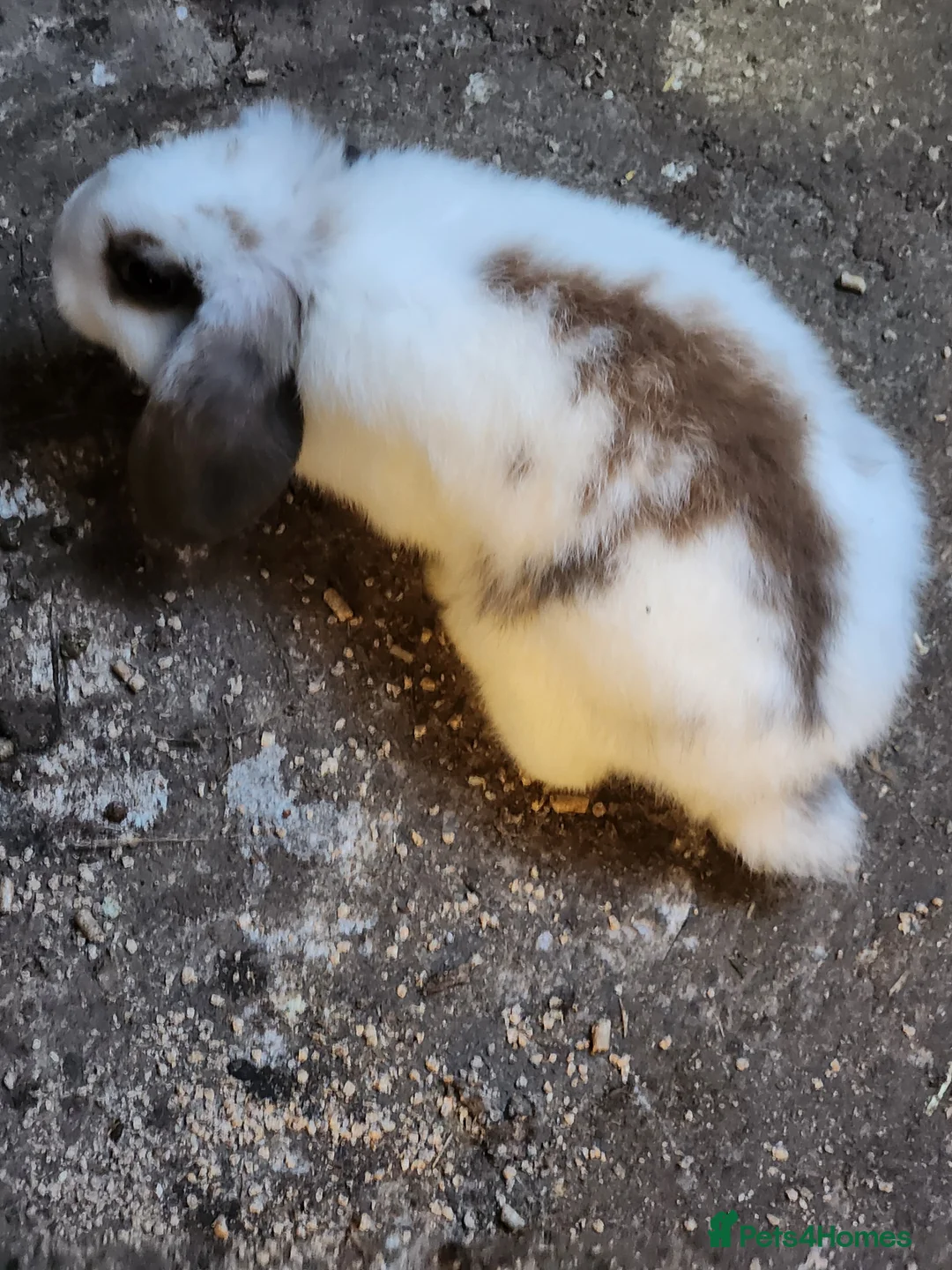 Mixed Breed rabbits for sale: Adorable Mixed Breed Baby Rabbits - Born October  - Advert 17