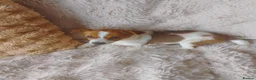 Jack Russell dogs for sale: Farmer pet jack Russell  - Advert 6