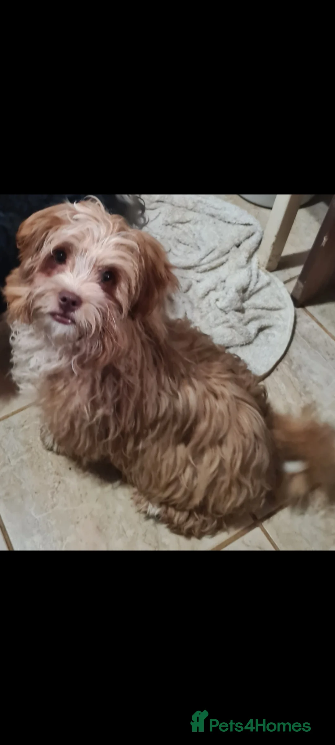 Mixed Breed dogs for adoption: Barney 7 inch tall. 5 kilo in Bishop's Stortford - Advert 1