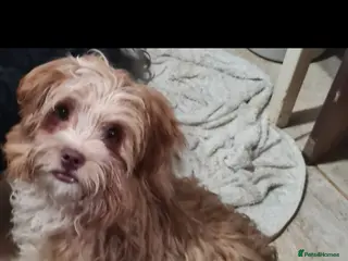 Mixed Breed dogs for adoption: Barney 7 inch tall. 5 kilo - Advert 2