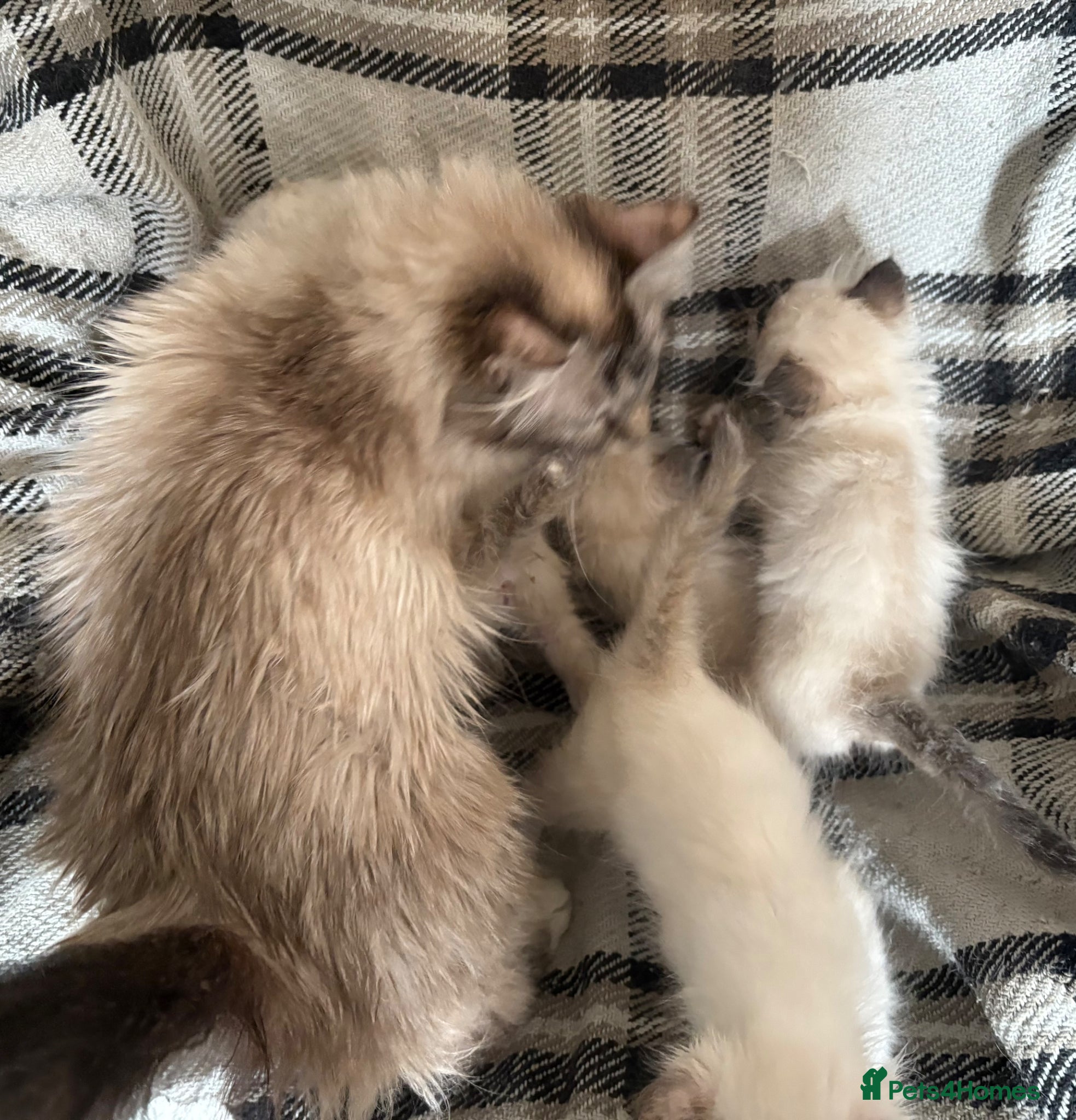 Birman cats Adorable Birman kittens  - Advert 3