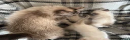 Birman cats for sale: Adorable Birman kittens  in Keith - Advert 1