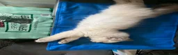 Ragdoll cats for sale: GCCF Blue Point Ragdoll Boys Ready Now - Advert 16