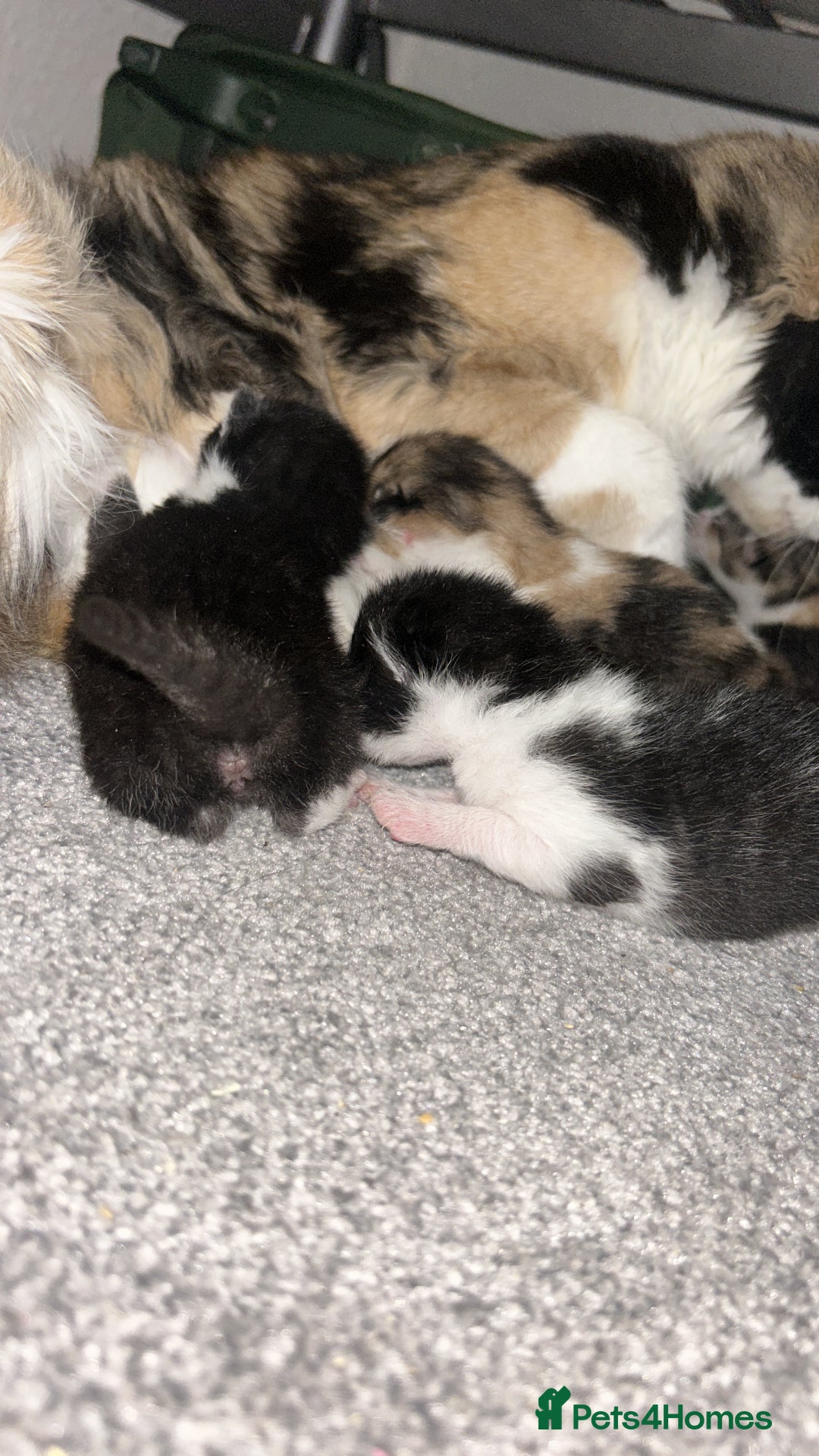 British Shorthair cats for sale: Kittens for sale - Image 3