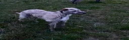 Lurcher dogs for sale: Beautiful lurchers  in Shipston-on-Stour - Advert 6