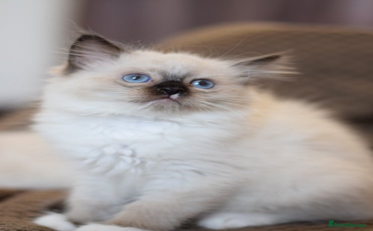 Ragdoll cats - Advert 1