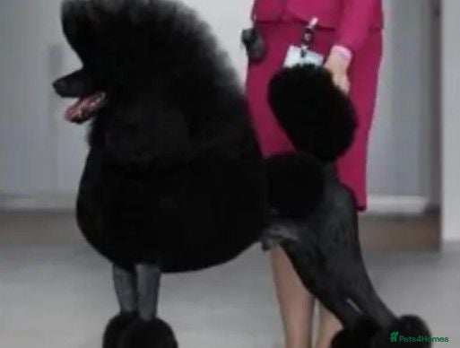 Standard Poodle dogs KC STANDARD POODLES  - Advert 6