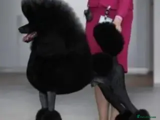 Standard Poodle dogs KC STANDARD POODLES - Advert 2