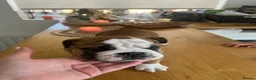 English Bulldog dogs for sale: Beautiful English Bulldog Puppies  in Swindon - Advert 15