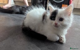 British Shorthair cats for sale: Beautiful playful kittens - Image 2