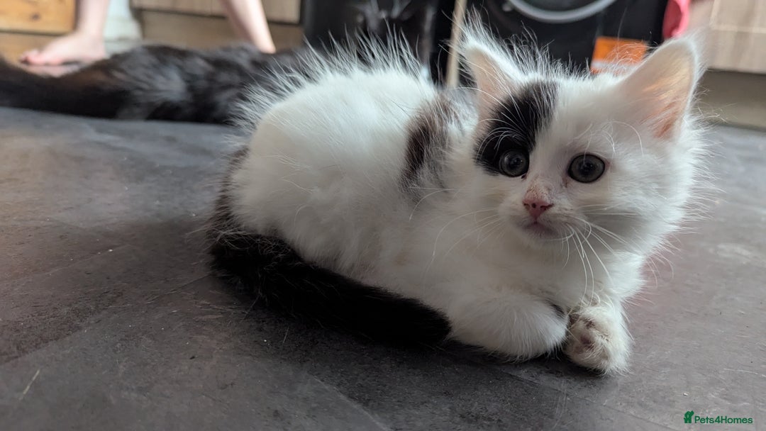British Shorthair cats for sale: Beautiful playful kittens - Image 2