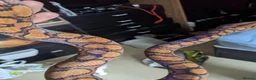 Boa Snake reptiles for sale: Beautiful Brazilian Rainbow Boa - Advert 8