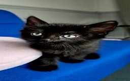 Mixed Breed cats for sale: 2 Adorable boys - Ragdol Mix kittens - Image 2