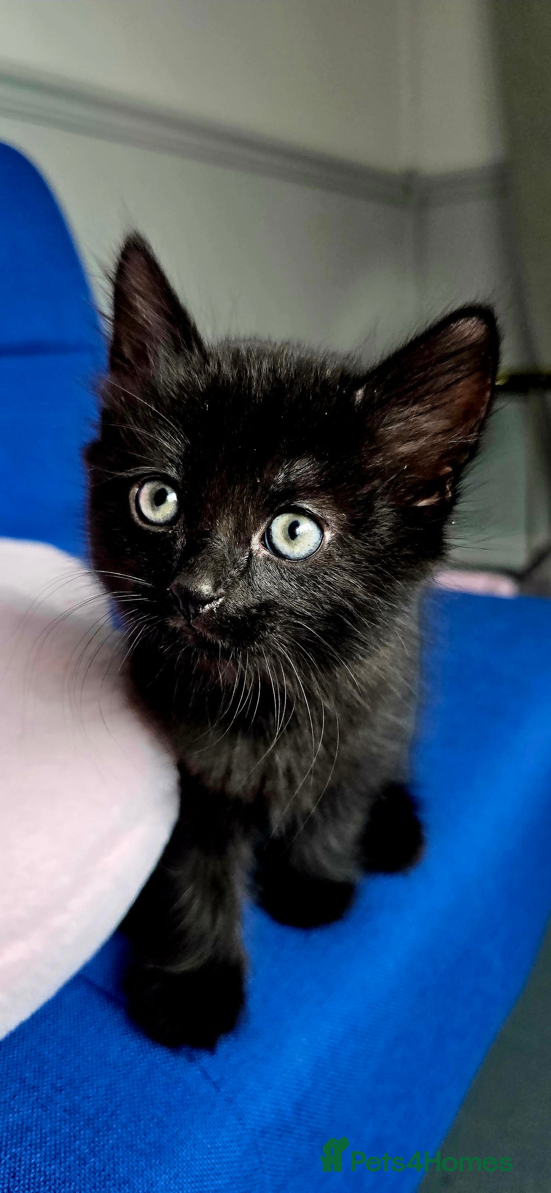 Mixed Breed cats for sale: 2 Adorable boys - Ragdol Mix kittens - Image 2