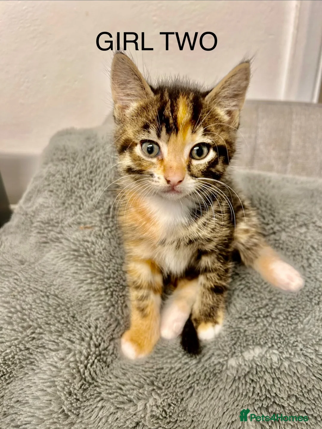 Mixed Breed cats for sale: Kittens 1/2 Maine coon. 8wks & ready to leave.  - Advert 2