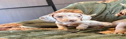 Miniature Dachshund dogs for sale: Beautiful miniature dachshunds  - Advert 8