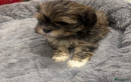 Shih Tzu dogs for sale: Beautiful Shih Tzu puppies - Image 4