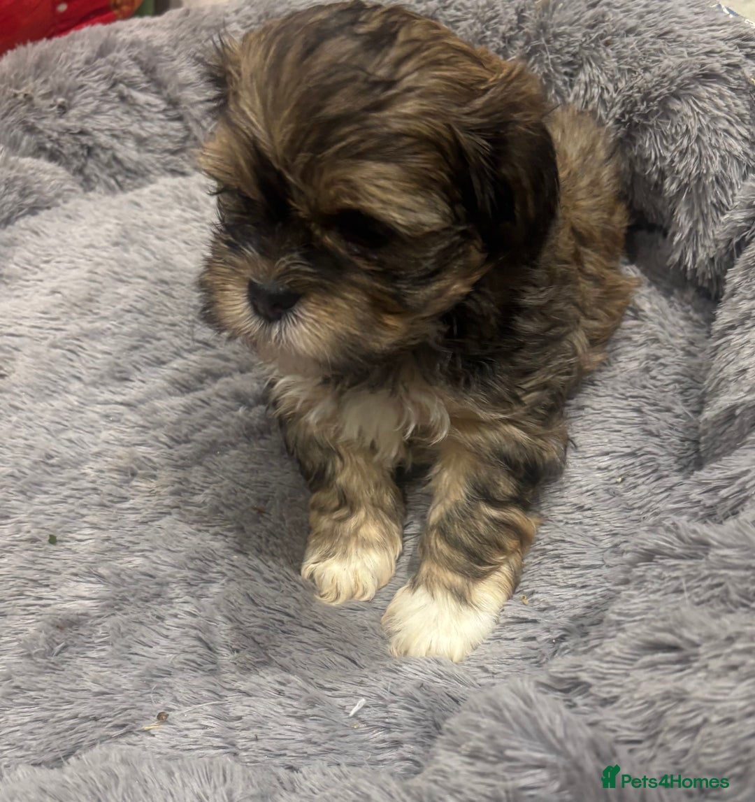 Shih Tzu dogs for sale: Beautiful Shih Tzu puppies - Image 4