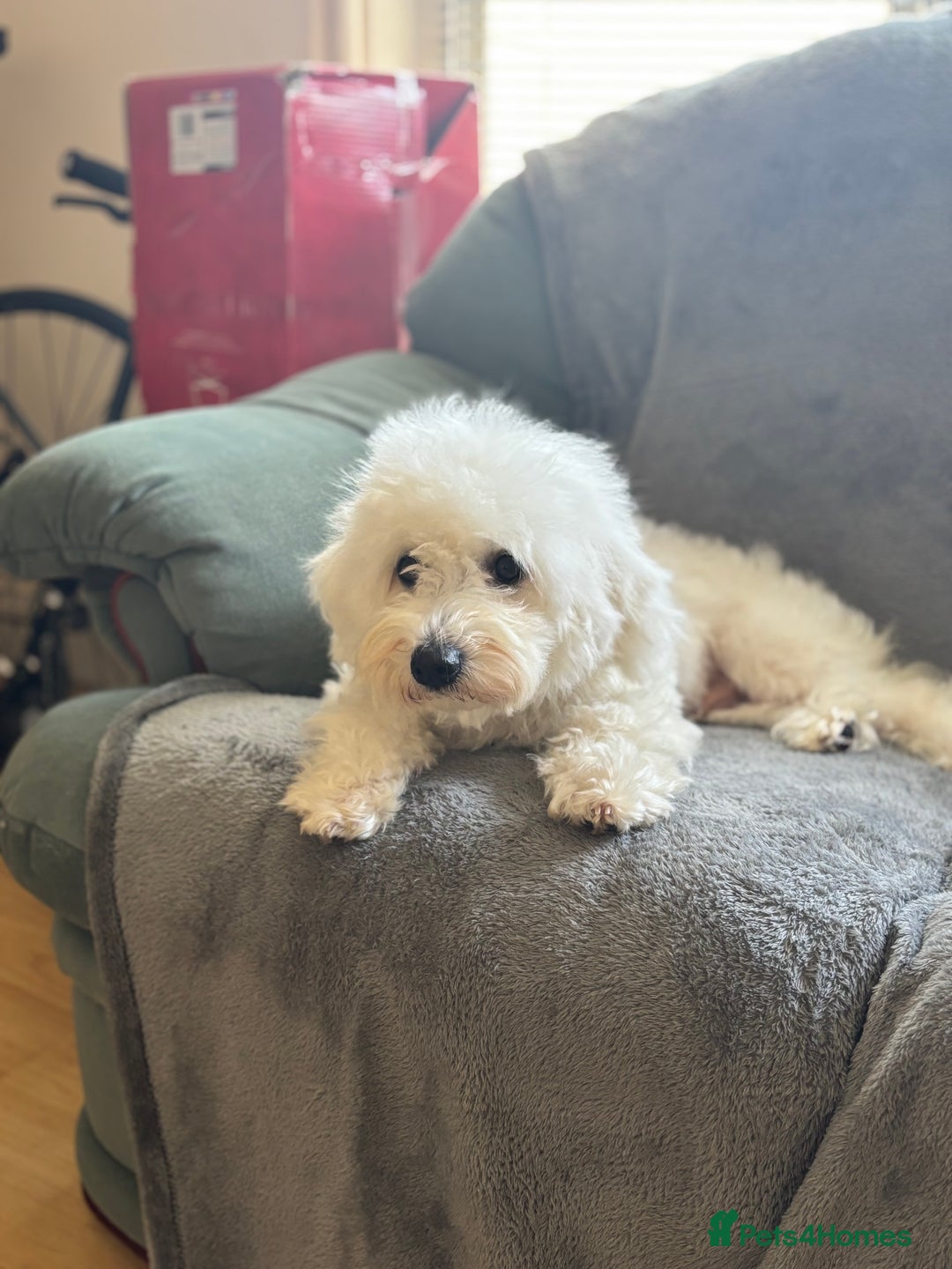 Bichon Frise dogs for sale: Teddy - Advert 7