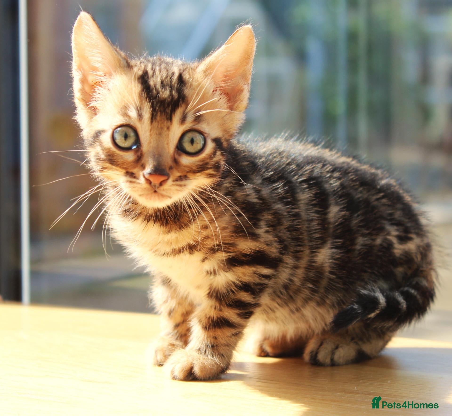Bengal cats 3 TICA BENGAL BOYS – BROWN ROSETTED MALES – £850 - Advert 1