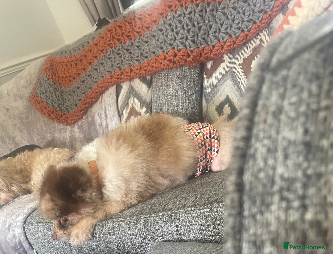 Pomeranian dogs for sale: Stunning chocolate Merle Pomeranian  - Image 10