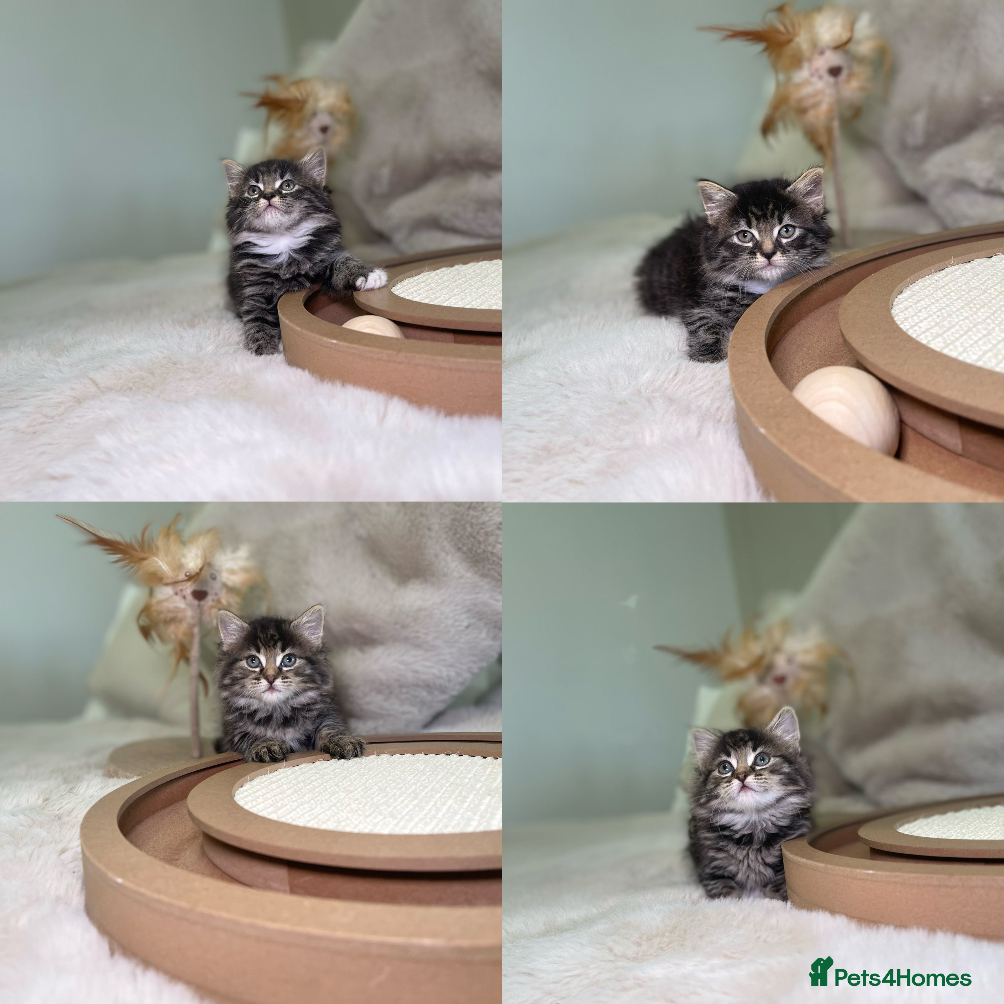 Mixed Breed cats Stunning kittens 8 weeks old ready now  - Advert 17