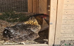 Chickens poultry for sale: 2x Rhode Rock Hens For Sale - Image 10