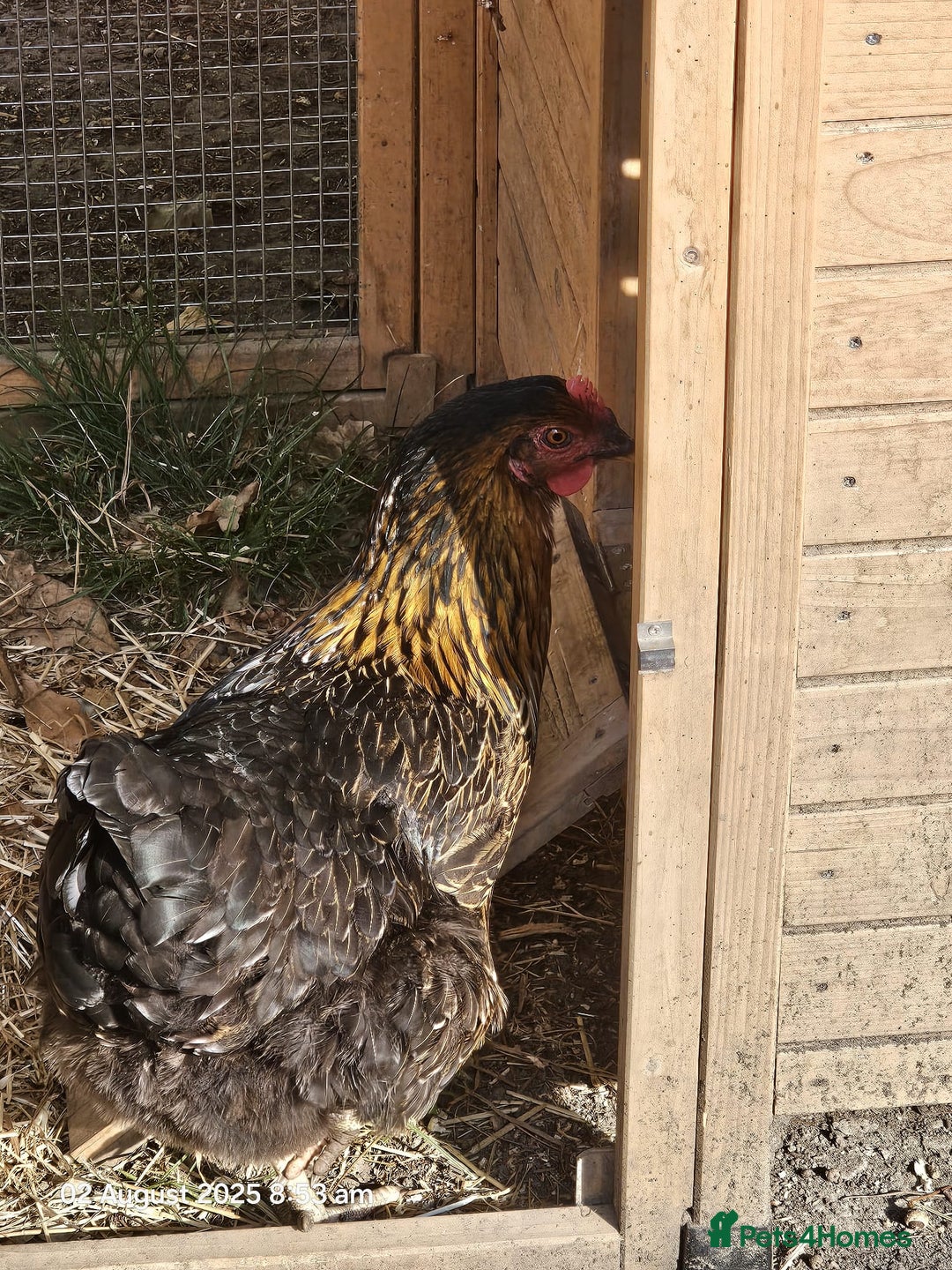 Chickens poultry for sale: 2x Rhode Rock Hens For Sale - Image 10