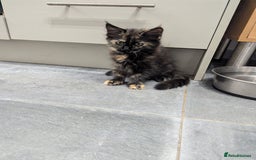 Maine Coon cats for sale: 1 remaining healthy full breed Maine coon kitten - Image 21