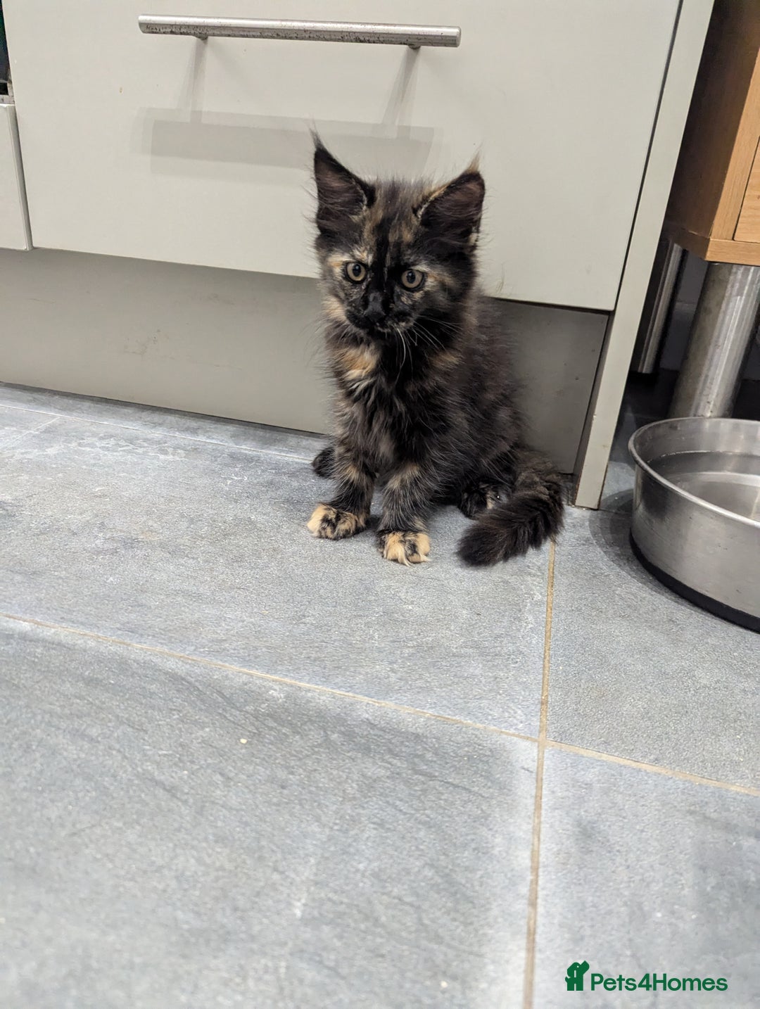 Maine Coon cats for sale: 1 remaining healthy full breed Maine coon kitten - Image 21