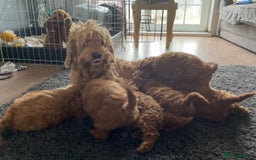 Cockapoo dogs for sale: DEEP RED COCKAPOOS READY NOW - Image 22