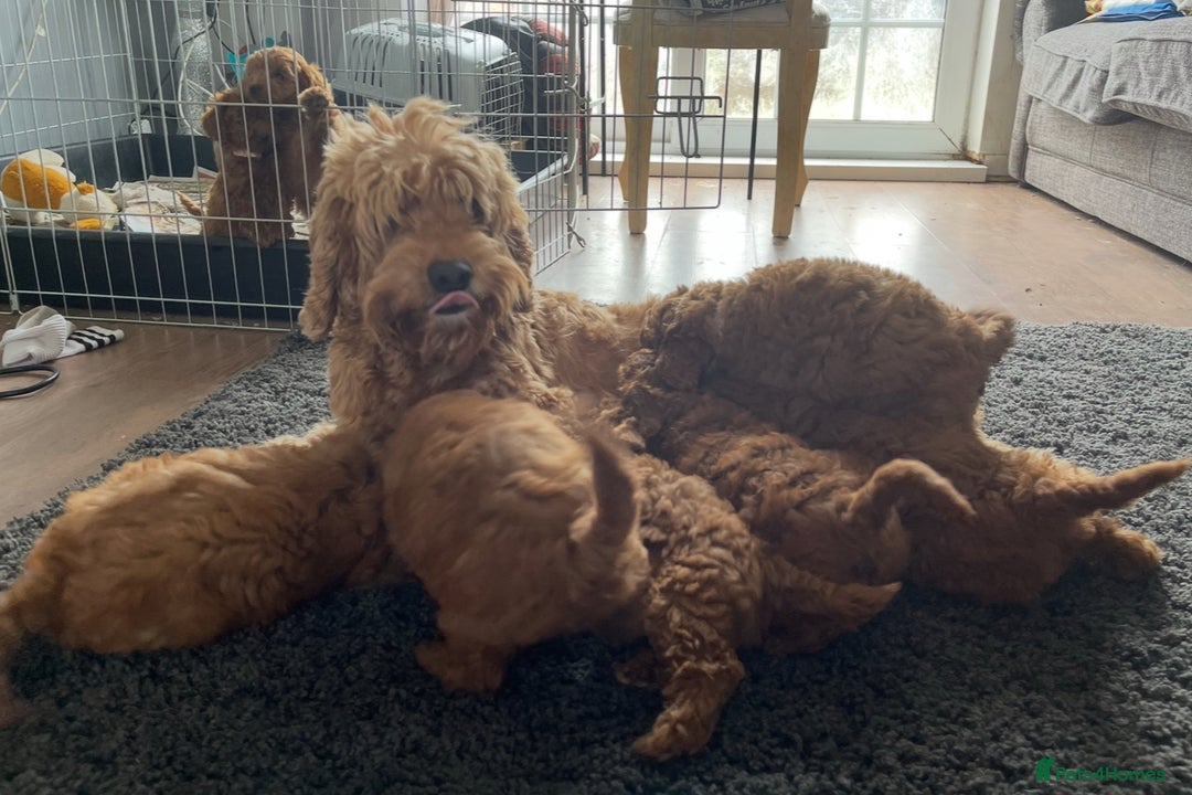 Cockapoo dogs for sale: DEEP RED COCKAPOOS READY NOW - Image 22
