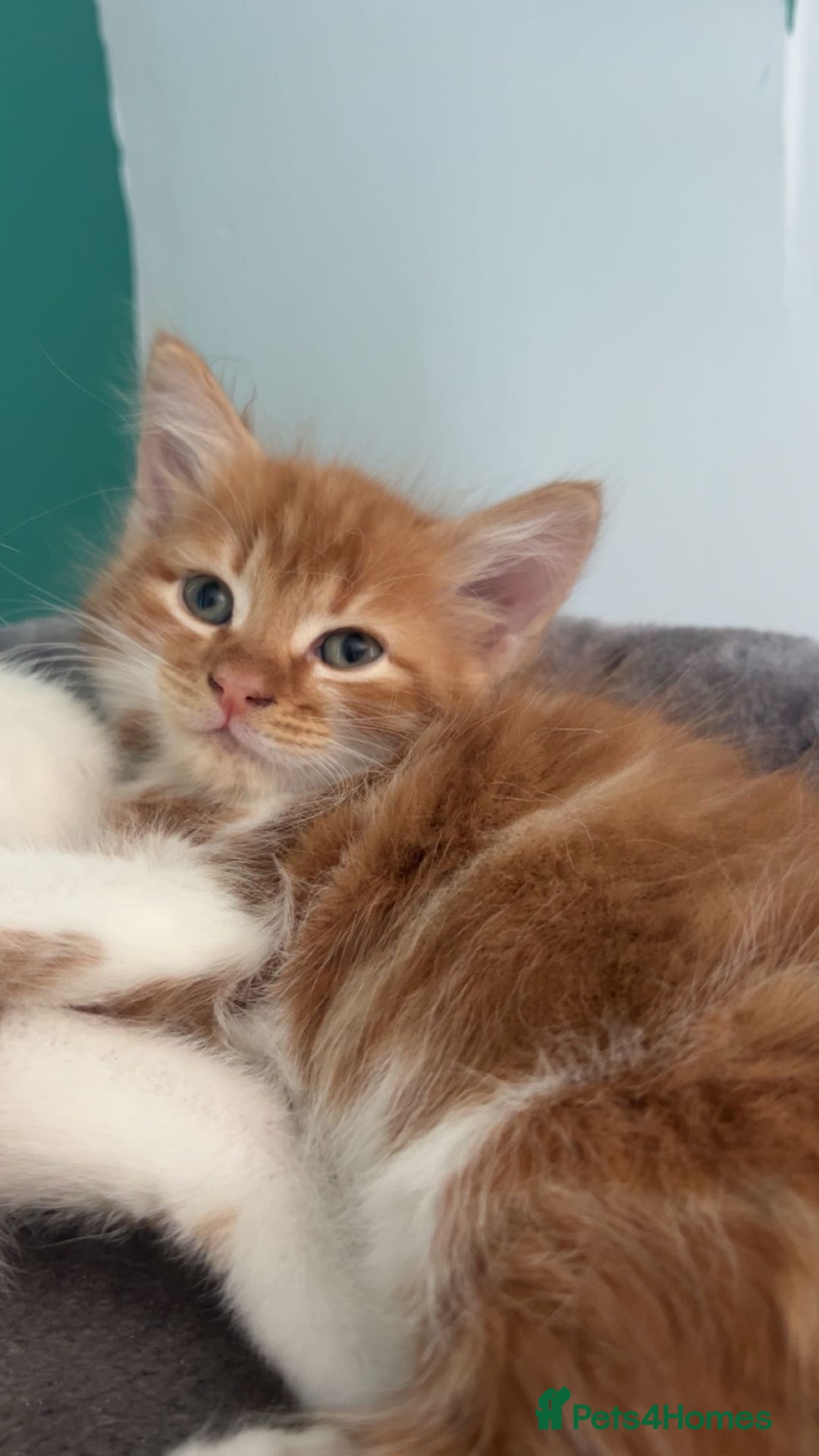 Domestic Shorthair cats for sale: Beautiful kittens ❤️❤️ - Image 3