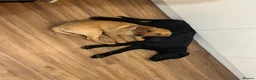 Labrador Retriever dogs for sale: KC Labrador 7 months health tested working parents - Advert 5