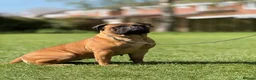 Bullmastiff dogs for sale:  Bullmastiff puppies available for loving homes in Taunton - Advert 13