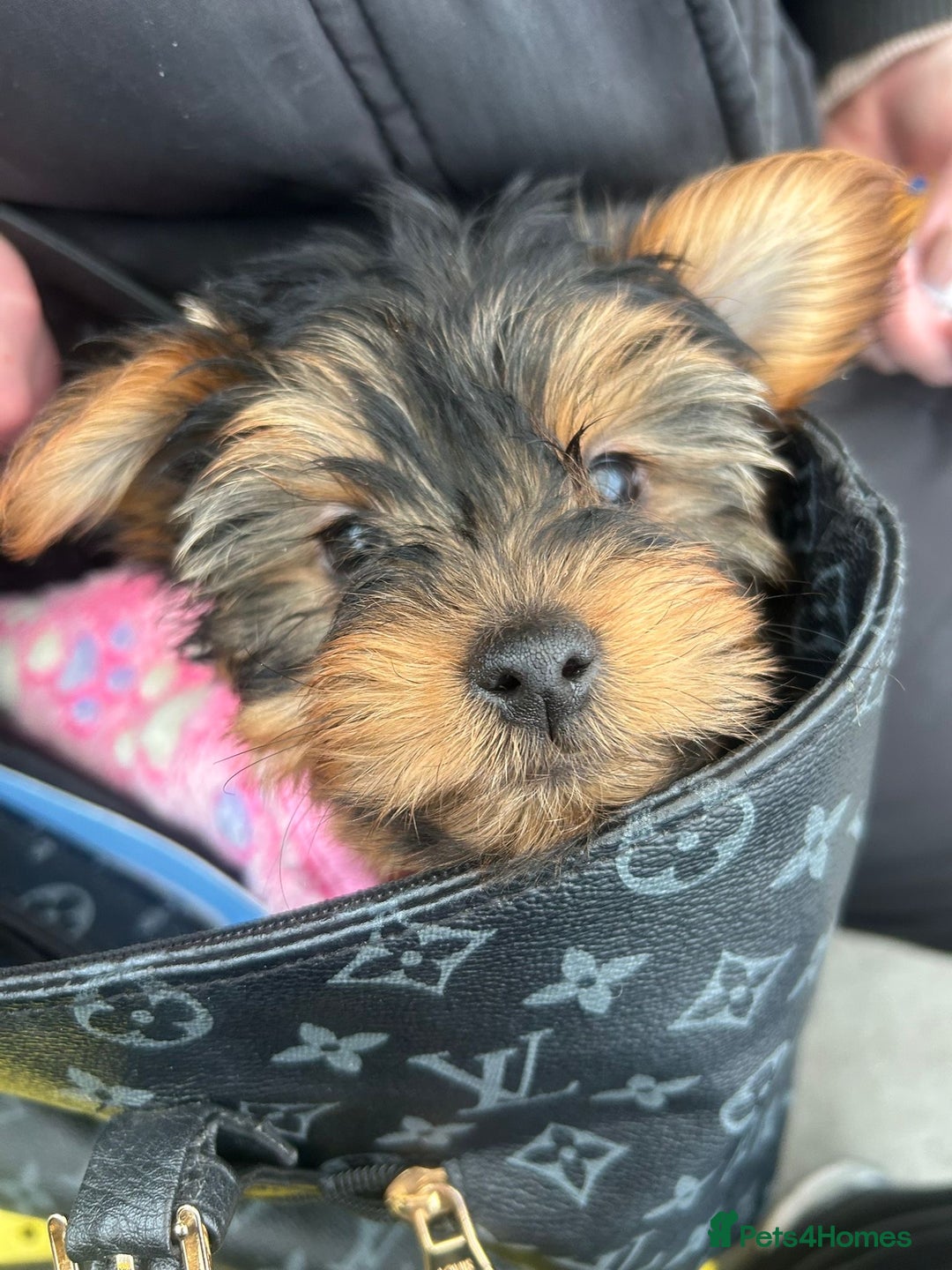 Yorkshire Terrier dogs for sale: yorkshire terrier  - Advert 4