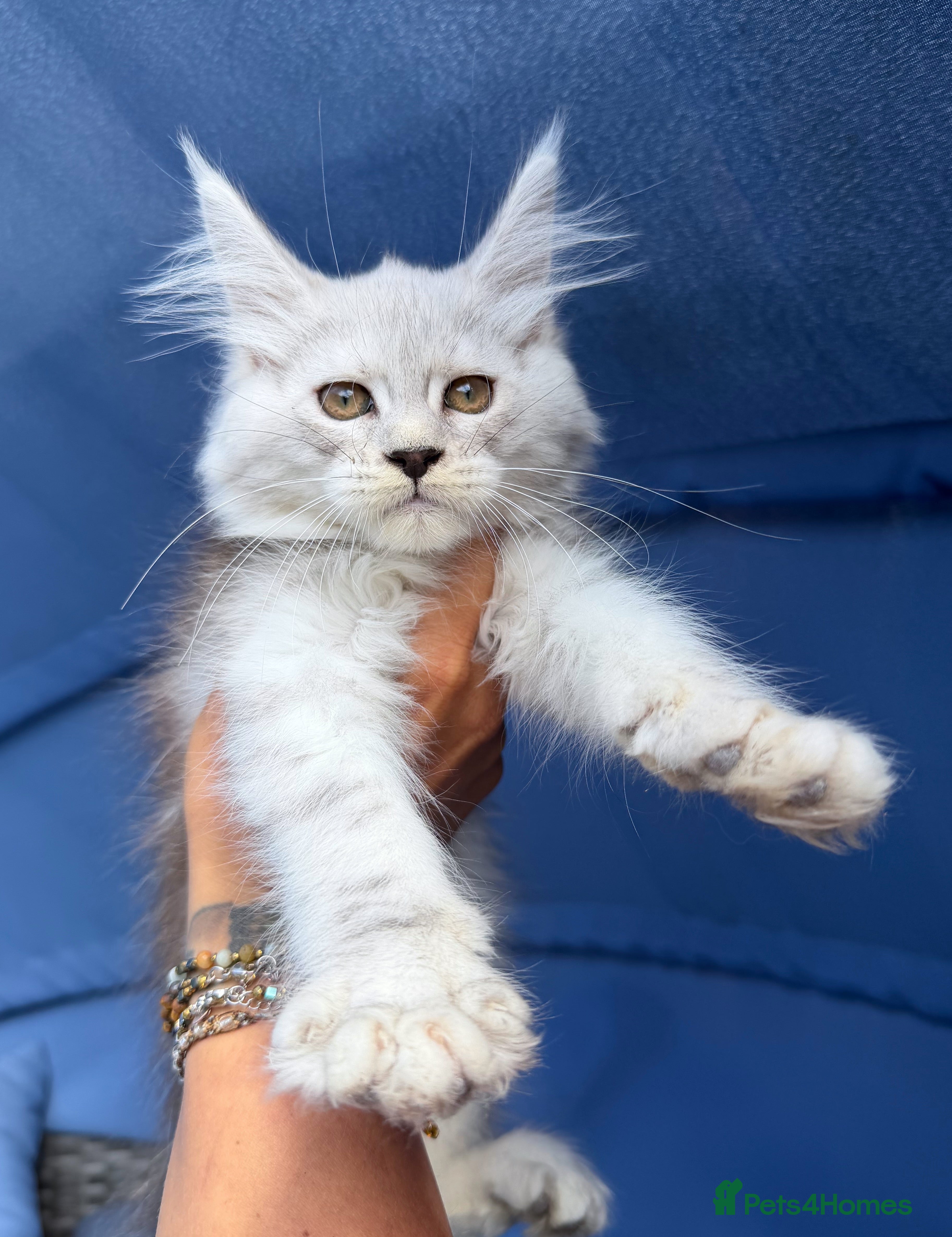 Maine Coon cats Maine Coon Kittens *READY* | DNA | TICA Red.  - Advert 4