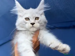 Maine Coon cats Maine Coon Kittens *READY* | DNA | TICA Red. - Advert 4