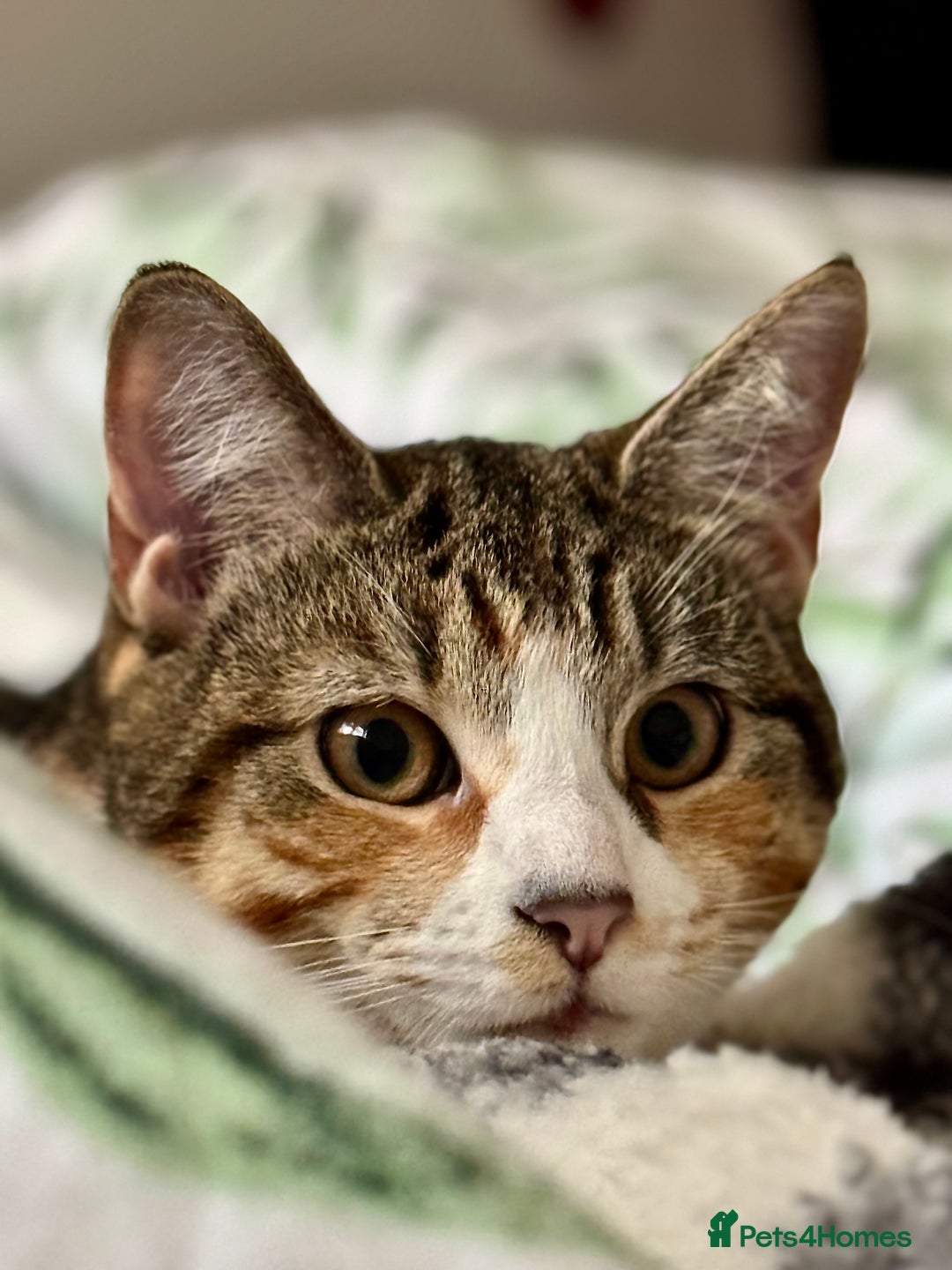 Mixed Breed cats for sale: 3-Year-Old Female Cat for Sale❤️ - Advert 2