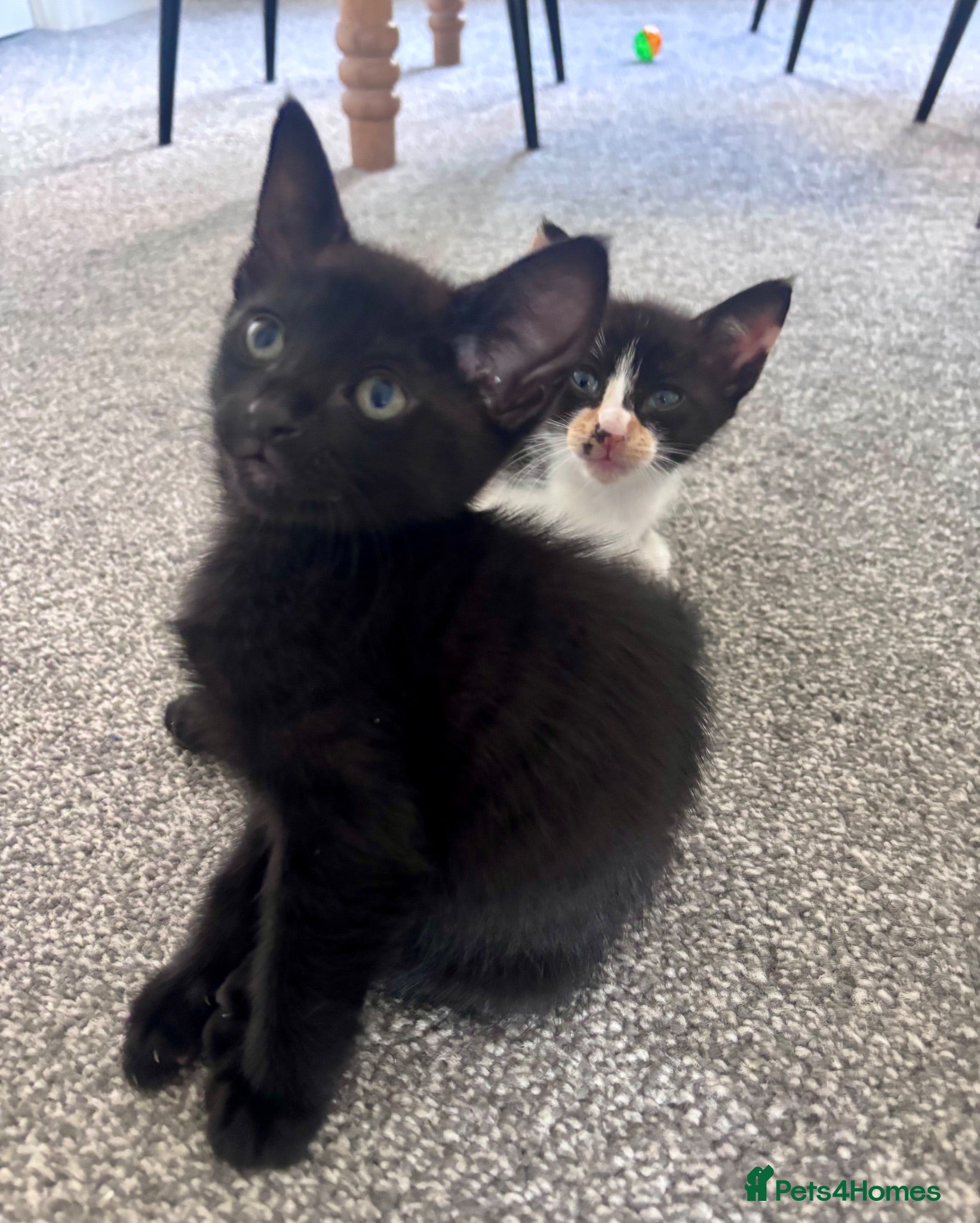 Mixed Breed cats Beautiful part Siamese kittens 🐾  - Advert 2