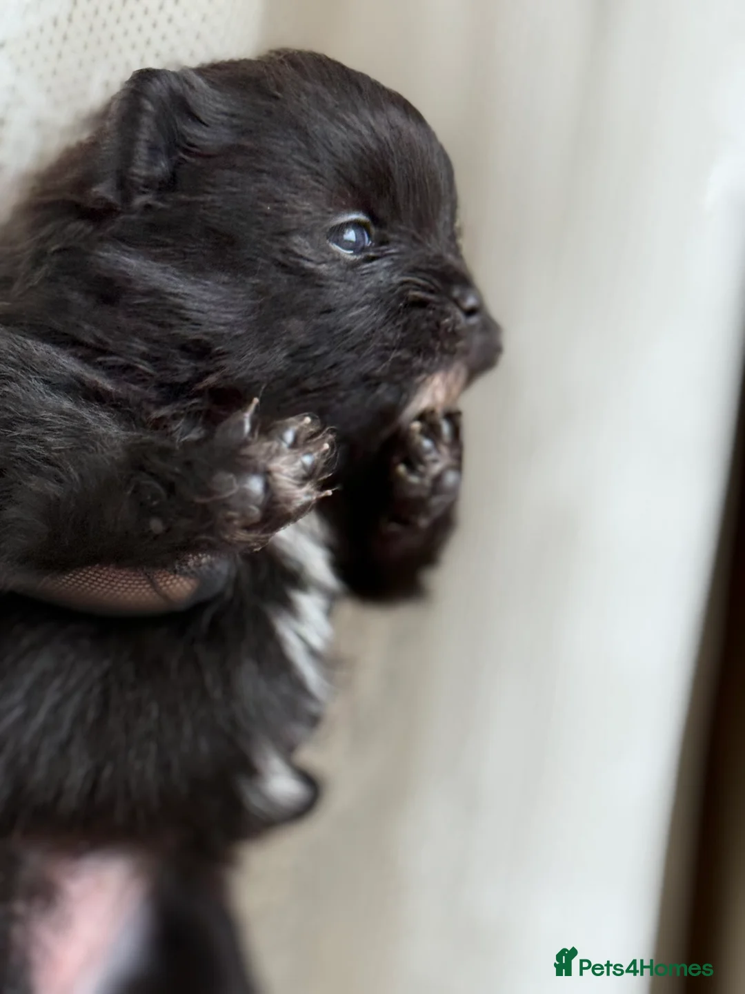 Pomeranian dogs for sale: Black and cream puppies - Advert 11