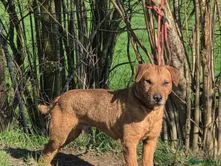 Mixed Breed dogs Jack Russell x lakeland - Advert 4