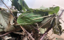Stick Insects invertebrates for sale: Stick insects and a black and red millipede  - Image 1