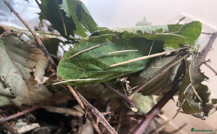 Stick Insects invertebrates - Advert 1