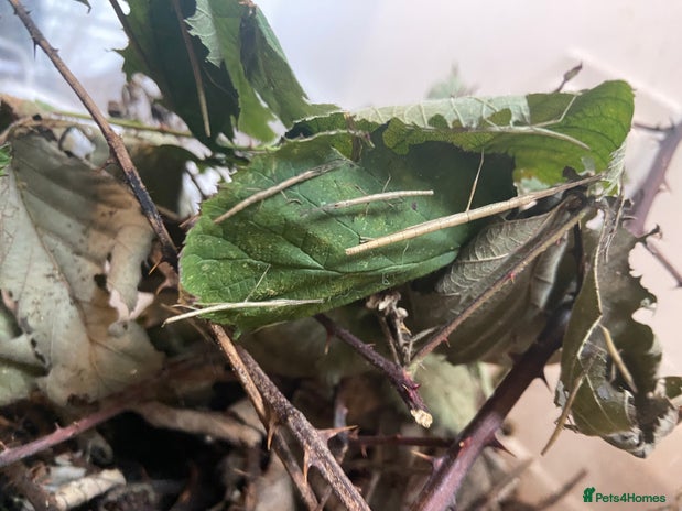 Stick Insects invertebrates - Advert 1