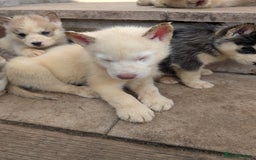Siberian Husky dogs for sale: 5 Syberrian Husky puppies - Image 27